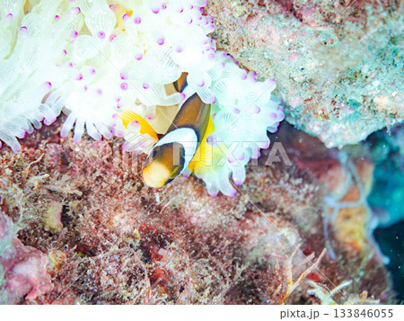 可愛いクマノミの幼魚。サンゴイソギンチャク。ヒリゾ浜南伊豆町中木 静岡県伊豆半島-2025 日本有数 可愛いクマノミの幼魚。サンゴイソギンチャク。ヒリゾ浜南伊豆町中木 静岡県伊豆半島-2025 日本有数 133846055
