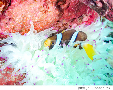 可愛いクマノミの幼魚。サンゴイソギンチャク。ヒリゾ浜南伊豆町中木 静岡県伊豆半島-2025 日本有数 133846065