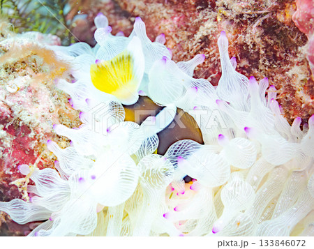可愛いクマノミの幼魚。サンゴイソギンチャク。ヒリゾ浜南伊豆町中木 静岡県伊豆半島-2025 日本有数 133846072
