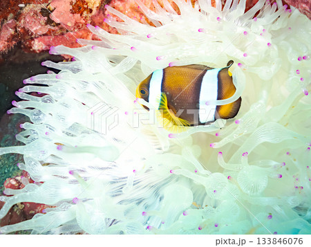 可愛いクマノミの幼魚。サンゴイソギンチャク。ヒリゾ浜南伊豆町中木 静岡県伊豆半島-2025 日本有数 133846076