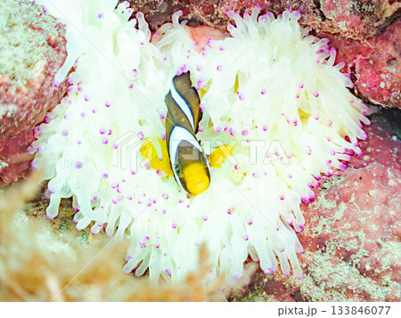 可愛いクマノミの幼魚。サンゴイソギンチャク。ヒリゾ浜南伊豆町中木 静岡県伊豆半島-2025 日本有数 可愛いクマノミの幼魚。サンゴイソギンチャク。ヒリゾ浜南伊豆町中木 静岡県伊豆半島-2025 日本有数 133846077