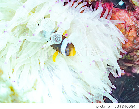 可愛いクマノミの幼魚。サンゴイソギンチャク。ヒリゾ浜南伊豆町中木 静岡県伊豆半島-2025 日本有数 133846084