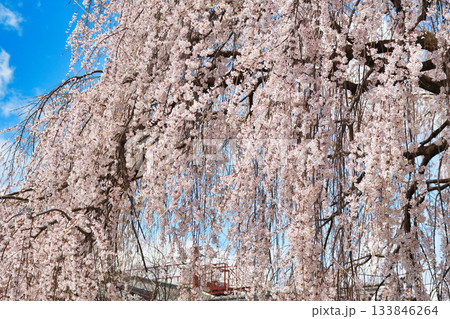 京都　本満寺の枝垂れ桜（京都府京都市上京区） 133846264