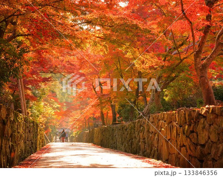 真っ赤な紅葉のトンネルに包まれた京都・宇治の興聖寺の参道 133846356