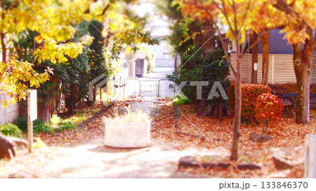 秋深まる公園の風景 133846370