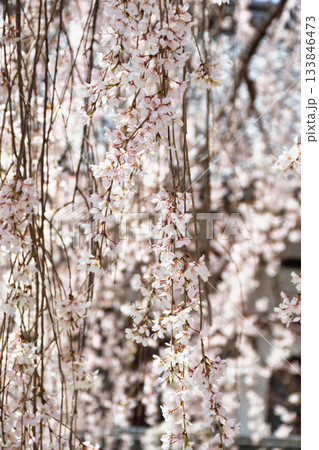 京都　本満寺の枝垂れ桜（京都府京都市上京区） 133846473
