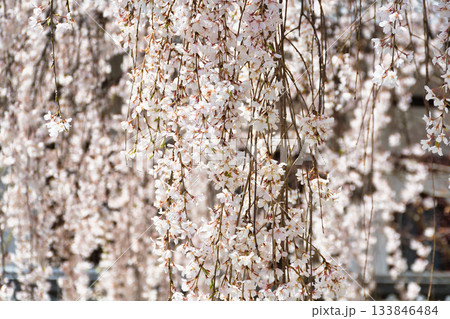 京都 本満寺の枝垂れ桜(京都府京都市上京区) 京都 本満寺の枝垂れ桜(京都府京都市上京区) 133846484