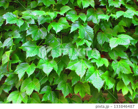 ツタ植物が壁面を覆っている風景 133846487
