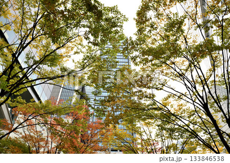 都会のビルの谷間の紅葉 都会のビルの谷間の紅葉 133846538