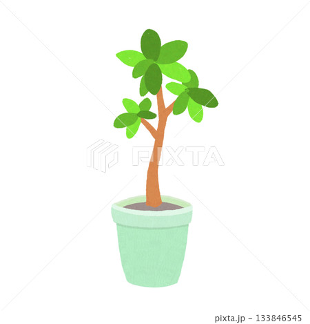 観葉植物の手描きイラスト（パキラ風） 133846545