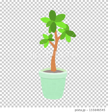 観葉植物の手描きイラスト（パキラ風） 133846545