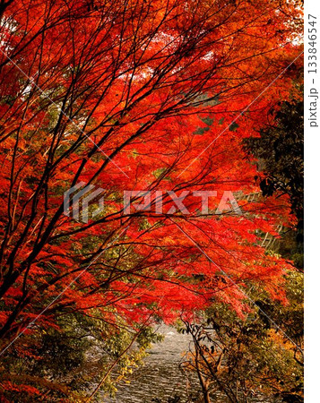 京都府宇治市・宇治川右岸の沿道の鮮やかに色づいた紅葉の風景 133846547