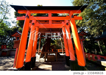 京都府 伏見稲荷大社 千本鳥居(根上りの松付近) 京都市伏見区深草藪之内町 2022 年 2月 京都府 伏見稲荷大社 千本鳥居(根上りの松付近) 京都市伏見区深草藪之内町 2022 年 2月 133846616