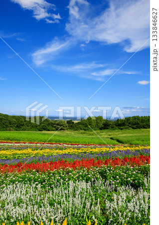美しい花畑広がる　やくらいガーデン快晴の日　宮城県 133846627