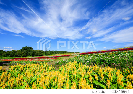 やくらいガーデン　大空と花畑　宮城県 133846666