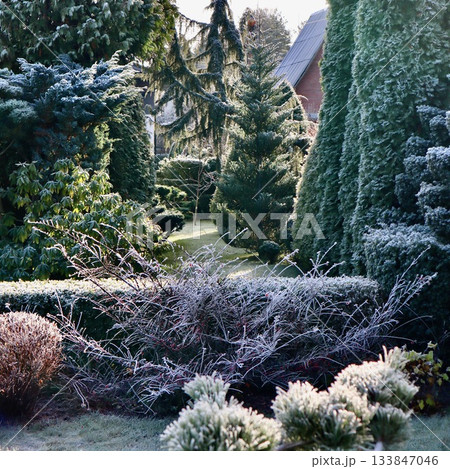 Hoarfrost covering a peaceful garden landscape during cold morning light, creating a beautiful winter scene 133847046