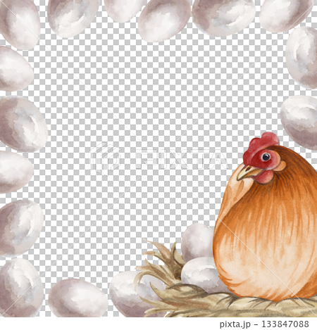 Watercolor square frame with brown hen hatching eggs on nest. Sitting poultry yard bird clip art for farm and countryside designs in natural colors. Realistic chicken mother and eggs for Easter 133847088