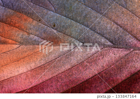 Beatuful abstract autumn leaf veins painted in vibrant splashes of colour close up leaves 133847164