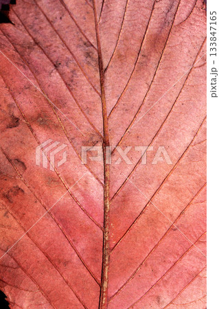 Beatuful abstract autumn leaf veins painted in vibrant splashes of colour close up leaves 133847165