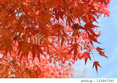 紅葉 133847243