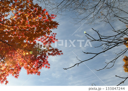 紅葉 133847244