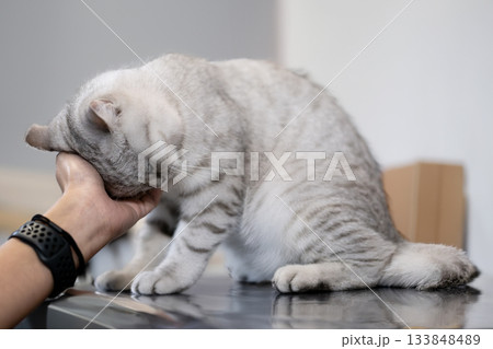 A silver-striped British Shorthair cat gently rubbing its head against a hand 133848489