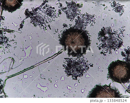 泡盛をつくるコウジカビ 133848524