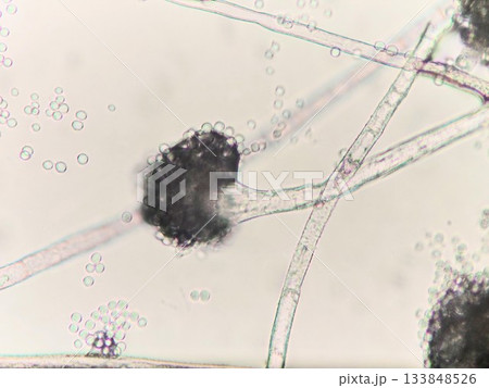 日本酒を作る黄色コウジカビの胞子 133848526
