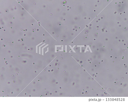 パンをふっくらさせる酵母菌の顕微鏡写真 133848528