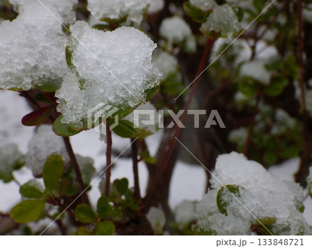 サツキに降り積もった霙雪 サツキに降り積もった霙雪 133848721