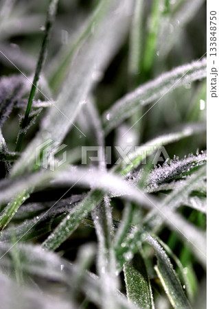 Frosty nature grass background in daylight Frosty nature grass background in daylight 133848750