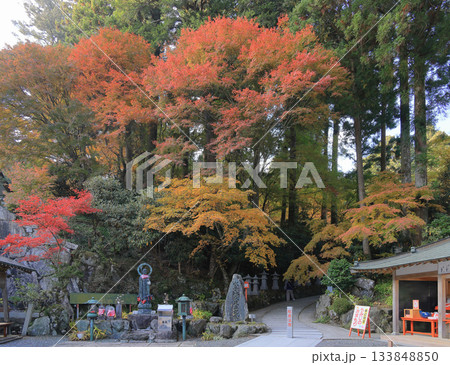 四国霊場第66番札所「雲辺寺」本堂右、納経所前の水子地蔵付近の紅葉 四国霊場第66番札所「雲辺寺」本堂右、納経所前の水子地蔵付近の紅葉 133848850