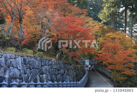 四国霊場第66番札所「雲辺寺」山門前の広場から見るロープウェイ乗り場へ向かう道付近の紅葉 四国霊場第66番札所「雲辺寺」山門前の広場から見るロープウェイ乗り場へ向かう道付近の紅葉 133848865