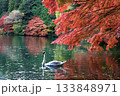 紅葉の中を泳ぐ白鳥 133848971