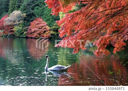 紅葉の中を泳ぐ白鳥 紅葉の中を泳ぐ白鳥 133848971