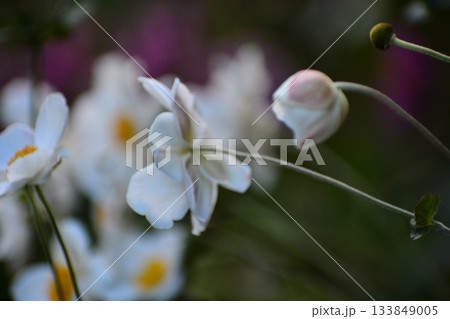 秋の花シュウメイギク 133849005