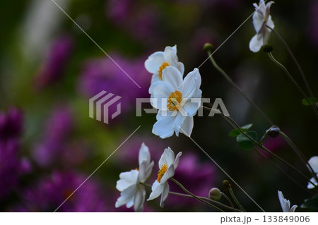 秋の花シュウメイギク 秋の花シュウメイギク 133849006