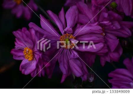 秋の花シュウメイギク 133849009