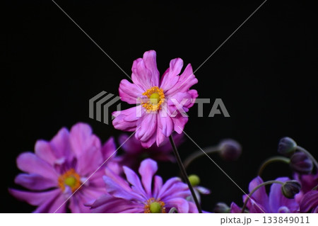 秋の花シュウメイギク 秋の花シュウメイギク 133849011