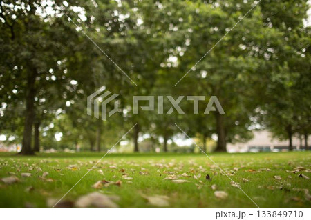 Scattered fallen leaves are resting on grassy ground in flat illustration, blurry trees backdrop Scattered fallen leaves are resting on grassy ground in flat illustration, blurry trees backdrop 133849710