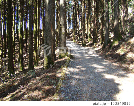 身延山久遠寺　杉並木 133849813