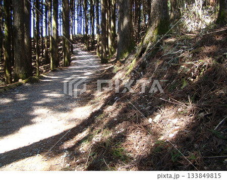 身延山久遠寺 杉並木 身延山久遠寺 杉並木 133849815