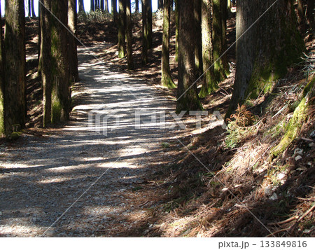 身延山久遠寺 杉並木 身延山久遠寺 杉並木 133849816