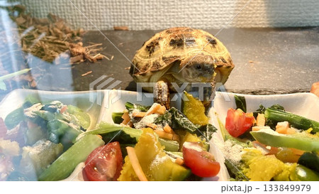 ごはんを食べるロシアリクガメ ごはんを食べるロシアリクガメ 133849979