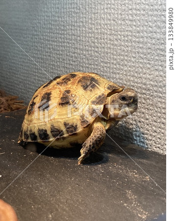 ポーズを取って甲羅干しをするロシアリクガメ 133849980