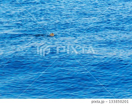 式根島の野伏港にちょこっと顔を出したウミガメ 133850201