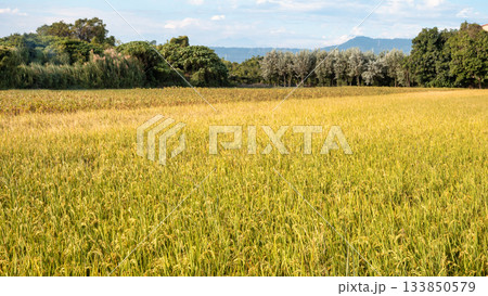 たんぼ 田んぼ 田圃 133850579