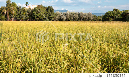 たんぼ 田んぼ 田圃 133850583