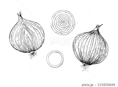Vector set of fresh onion bulb.. Graphic ink half vegetable illustration, isolated on background. Hand drawn line sketch. For designers, prints, logo, icon, menu, postcards, holiday, covers Vector set of fresh onion bulb.. Graphic ink half vegetable illustration, isolated on background. Hand drawn line sketch. For designers, prints, logo, icon, menu, postcards, holiday, covers 133850849