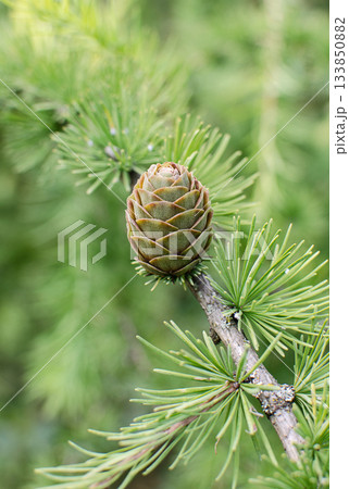 Branch of larch tree with green cone Branch of larch tree with green cone 133850882
